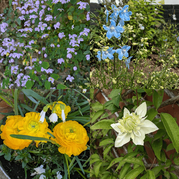 Buy me a flower in 2026