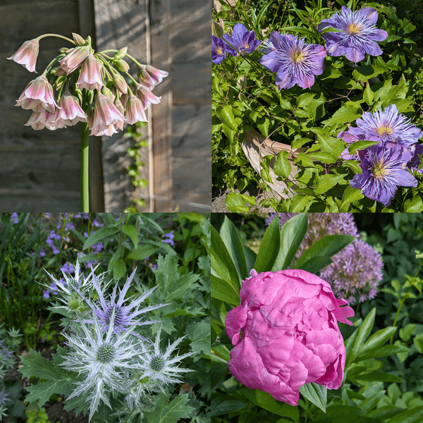 Buy me a flower in 2026